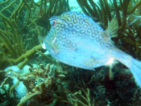 Scuba Pelicano,Isla Margarita,Juan Griego / Venezuela,Venezuela