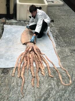 Untersuchung eines Riesenkalmars - &copy; & Foto: Volker Miske