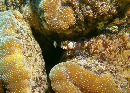 Blue Realm Diving (Blue Beach DC),Dahab,Sinai-Nord ab Dahab,Ägypten