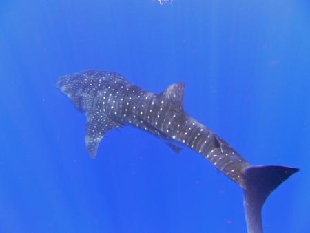 Sinai Divers,Naama Bay,Sharm el Sheikh,Sinai-Süd bis Nabq,Ägypten