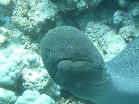 Big Blue Diving Club,Hurghada,Ägypten