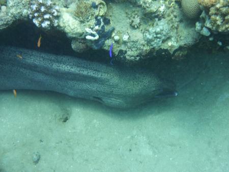 Sinai Divers,Naama Bay,Sharm el Sheikh,Sinai-Süd bis Nabq,Ägypten