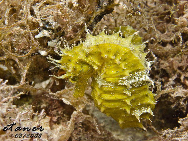 Hausbucht Scuba Valdaliso, Rovinj, Rovinj,Kroatien