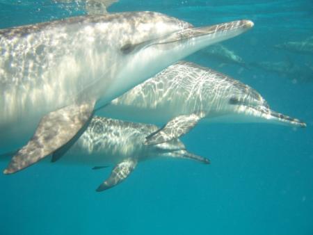 Global Divers Marsa Alam,Marsa Alam und südlich,Ägypten