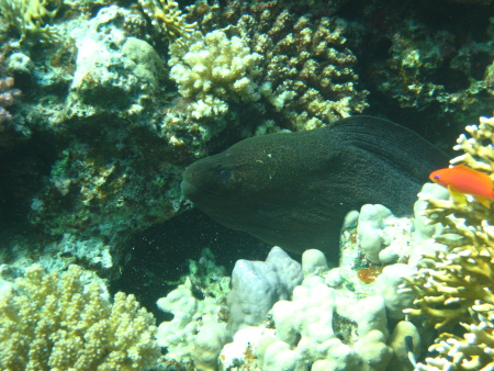 diving.DE el Flamenco,El Quseir bis Port Ghalib,Ägypten