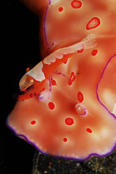 Lembeh strait, Lembeh Strait,Nord Sulawesi,Indonesien