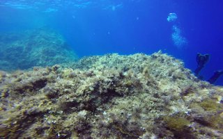 Tolle Unterwasserwelt, Atlantis Diving, Marsalforn, Gozo, Malta, Gozo
