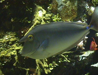 Aquazoo Düsseldorf, Aquazoo Düsseldorf,Nordrhein-Westfalen,Deutschland