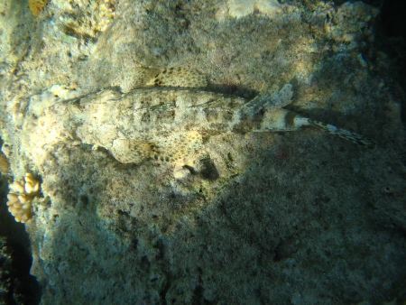 diving.DE el Flamenco,El Quseir bis Port Ghalib,Ägypten