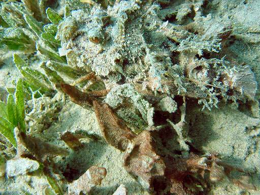 Safaga, Safaga - allgemein,Ägypten