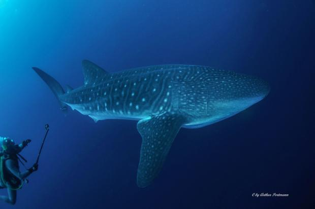 Walhai in Cocos Juli 2016, Tauchen mit Walhaien in Cocos, Underseaventures Dive and Adventure Travel, Dominikanische Republik