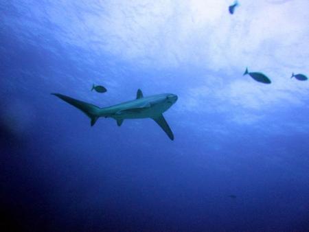 Tresher Shark Divers,Malapascua,Philippinen