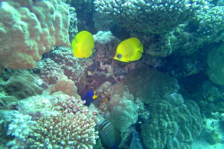 diving.DE el Flamenco,El Quseir bis Port Ghalib,Ägypten