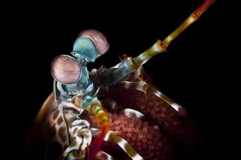 Fangschreckenkrebs (Region Lembeh) - &copy; Andrej Nowakowski