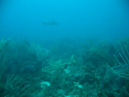 Goodluckdivers,Plymouth,Trinidad und Tobago