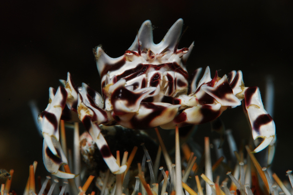 Lembeh strait, Lembeh Strait,Nord Sulawesi,Indonesien