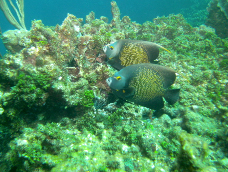 Tobri Divers,Dixon Cove Roatan,Honduras