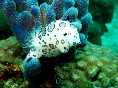 Calypso Diving,Koh Samui,Golf von Thailand,Thailand