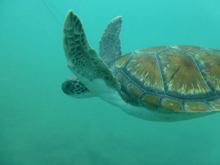 Ocean Trek,Playa Americas,Teneriffa,Kanarische Inseln,Spanien