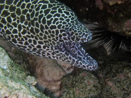 Oman Dive Center (Extra Divers),Muscat,Oman