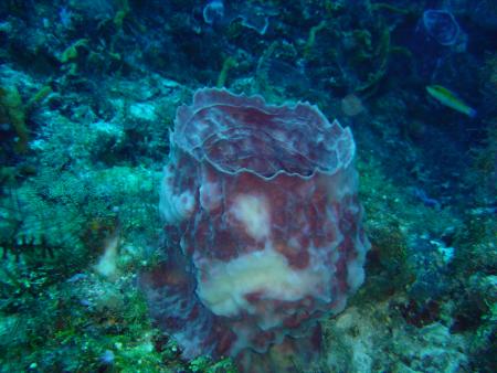 Scuba Pelicano,Isla Margarita,Juan Griego / Venezuela,Venezuela