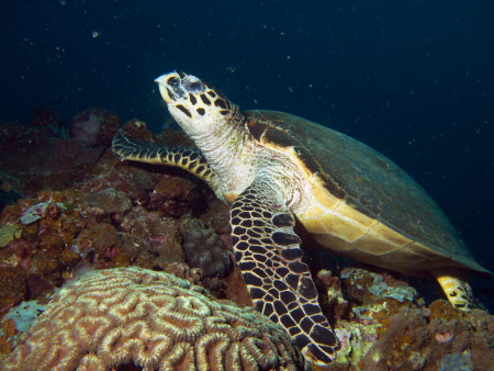 Last Frontier Dive,San Juan,Siquijor,Philippinen
