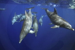 Delfine - Olivier Notz