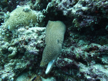 Rasdhoo Atoll Divers,Kuramathi,Malediven