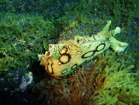 Buceo-Sub La Palma,Kanarische Inseln,Spanien