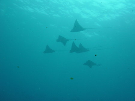 Blue Sea Divers,Beau Vallon,Mahé,Seychellen