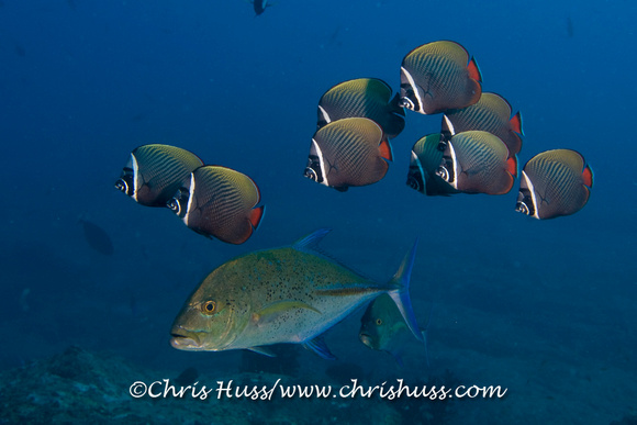 Trevally and Butterfly Fish, The Junk, Thailand, Andamanensee