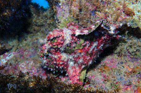 Easy Dive,Hotel Lux Le Morne and St. Regis,Le Morne,Mauritius