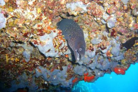 Dive & Fun,Cala D´Or,Mallorca,Balearen,Spanien