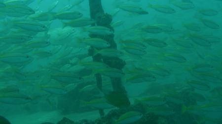 Pearl Andaman diving,Andamanensee,Thailand