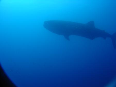 MS Witte Bank (Dive Safari),Kap Verde
