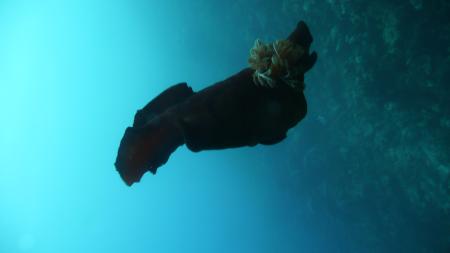 Deep Ocean Blue Diving Center,Marsa Alam,El Quseir bis Port Ghalib,Ägypten