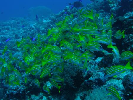 Palau: Koror & Peleliu,Palau