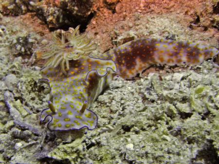 Oman Dive Center (Extra Divers),Muscat,Oman