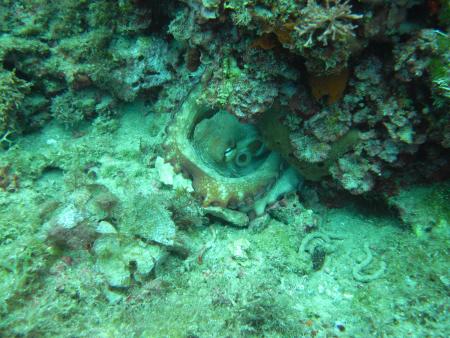 Dive & Fun,Cala D´Or,Mallorca,Balearen,Spanien