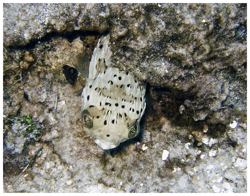 Bayahibe, Bayahibe,Dominikanische Republik