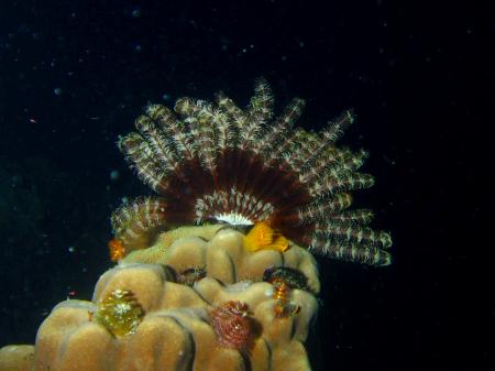 Calypso Diving,Koh Samui,Golf von Thailand,Thailand