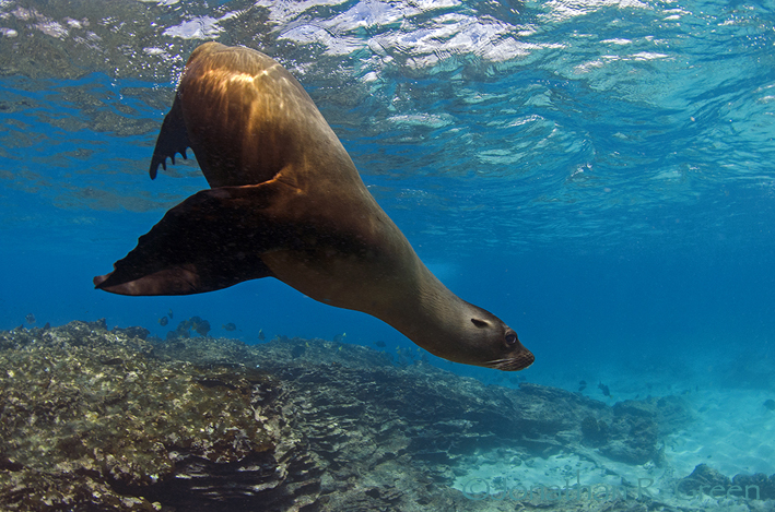 Seelöwe, Seelöwe, Cousin Rock, Isla Santiago, Ecuador, Galapagos