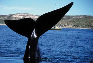 Walfluke - &copy; Miguel Iniguez, WDCS