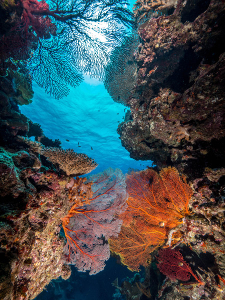 Babou Plongee Cote Ocean,Neukaledonien