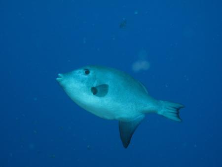 Buceo-Sub La Palma,Kanarische Inseln,Spanien