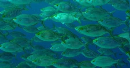 R.C. Diving,Puerto del Carmen,Lanzarote,Kanarische Inseln,Spanien