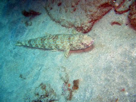 Scuba Pelicano,Isla Margarita,Juan Griego / Venezuela,Venezuela