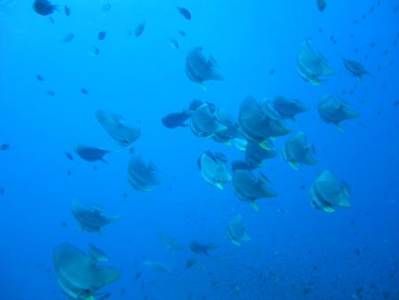 Calypso Diving,Koh Samui,Golf von Thailand,Thailand