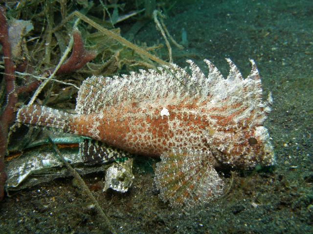 Lembeh strait, Lembeh Strait,Nord Sulawesi,Indonesien