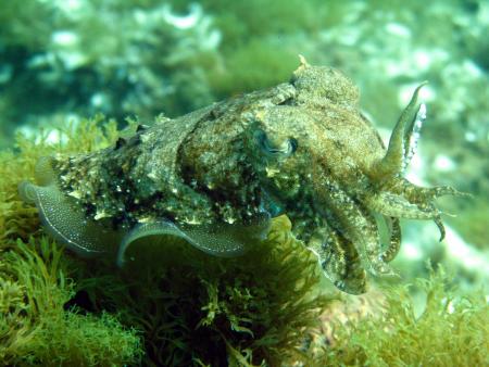 Dive & Fun,Cala D´Or,Mallorca,Balearen,Spanien